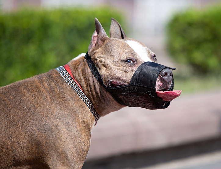 dog-bites-accident-lawyer-california-dfg