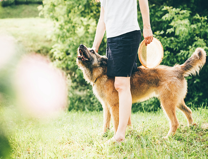 dog-bites-accident-lawyer-california-dfg2
